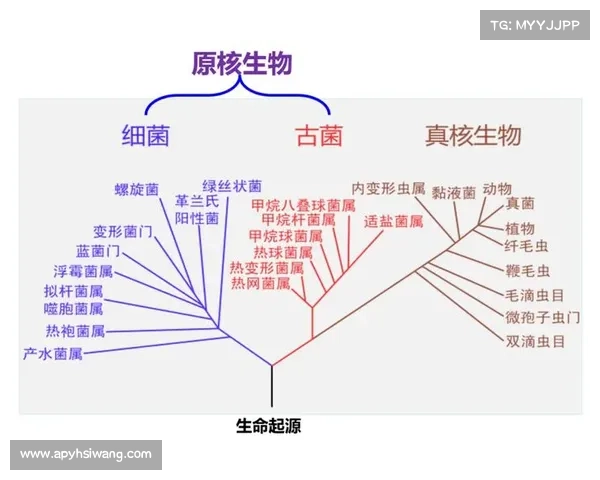 探索古老生物的力量与智慧如何影响现代生态与生命演化 探索古老生物的力量与智慧如何影响现代生态与生命演化